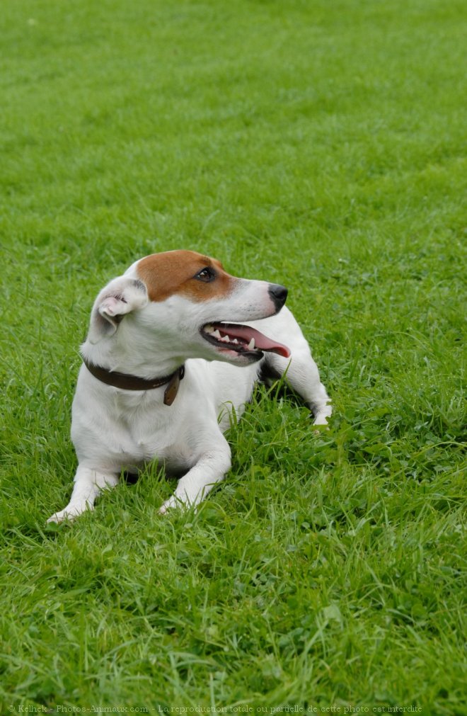 Photo de Jack russell terrier