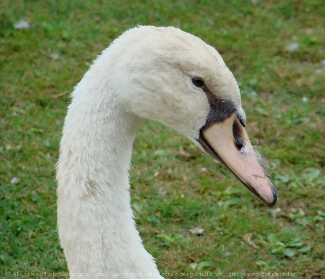 Photo de Cygne