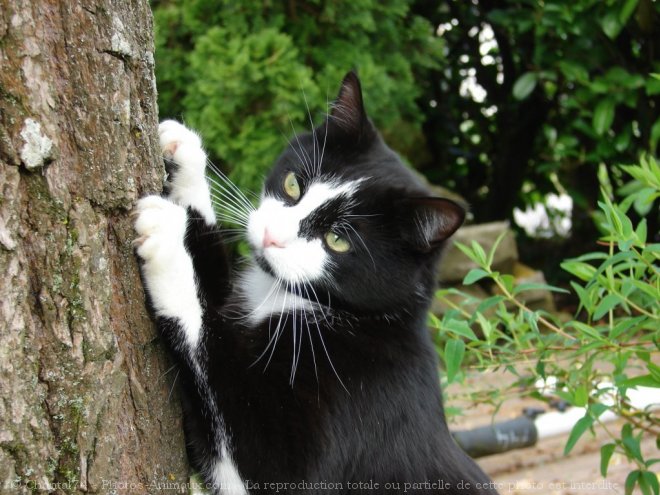 Photo de Chat domestique