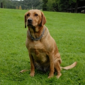 Photo de Labrador retriever