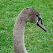 Photo de Cygne