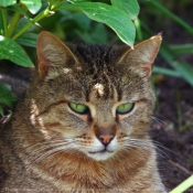 Photo de Chat domestique