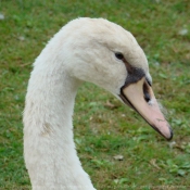 Photo de Cygne