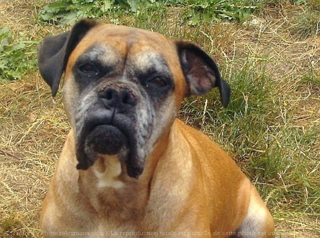 Photo de Boxer