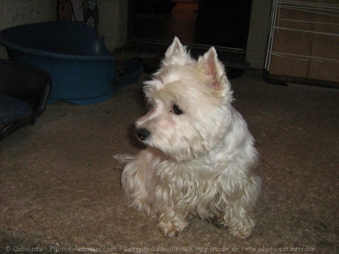 Photo de West highland white terrier