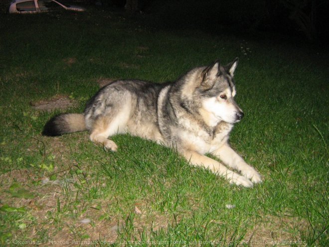 Photo de Malamute de l'alaska