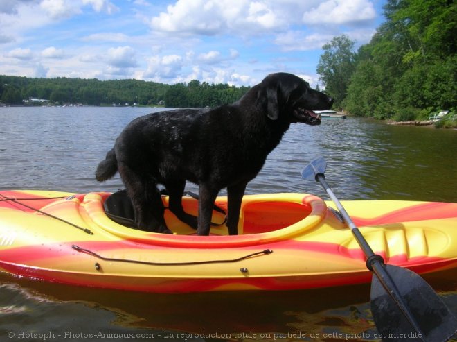 Photo de Labrador retriever