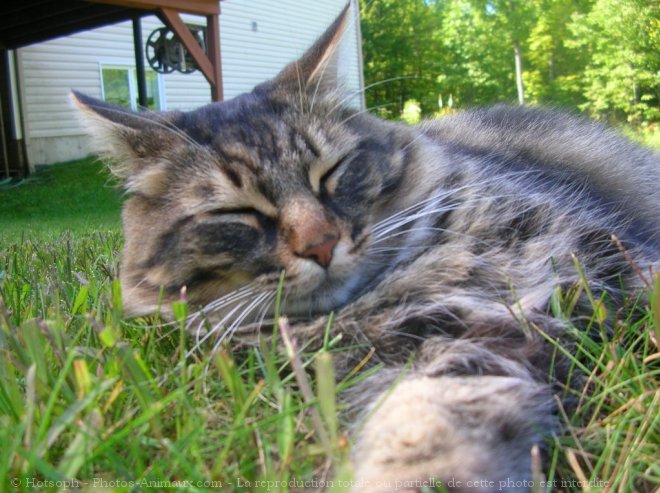 Photo de Chat domestique