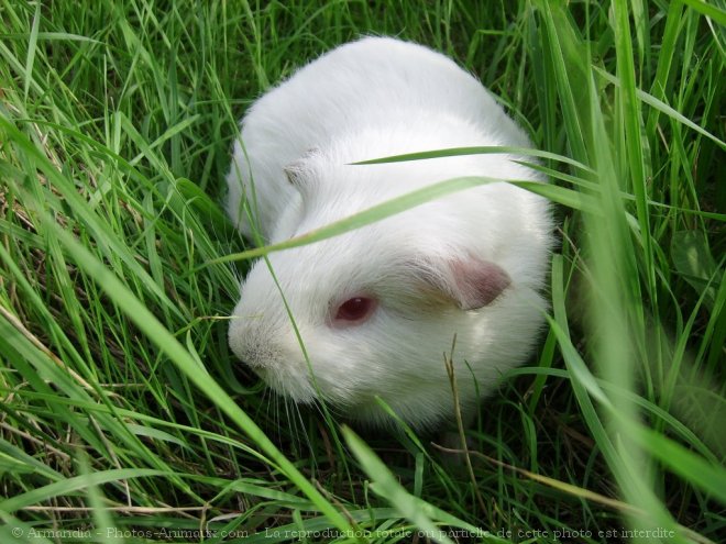 Photo de Cochon d'inde - albinos