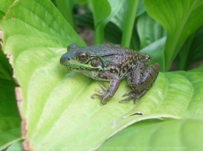 Photo de Grenouille