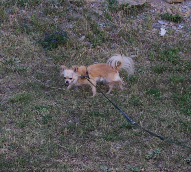 Photo de Chihuahua  poil long