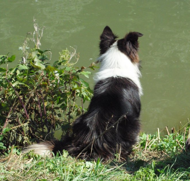 Photo de Border collie