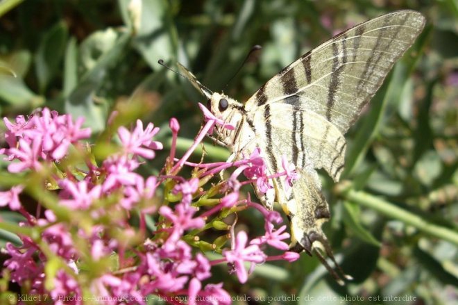 Photo de Papillon