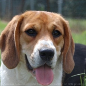 Photo de Beagle