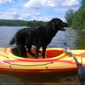 Photo de Labrador retriever