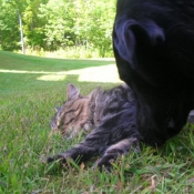 Photo de Chat domestique