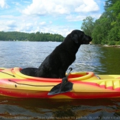 Photo de Labrador retriever