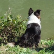 Photo de Border collie