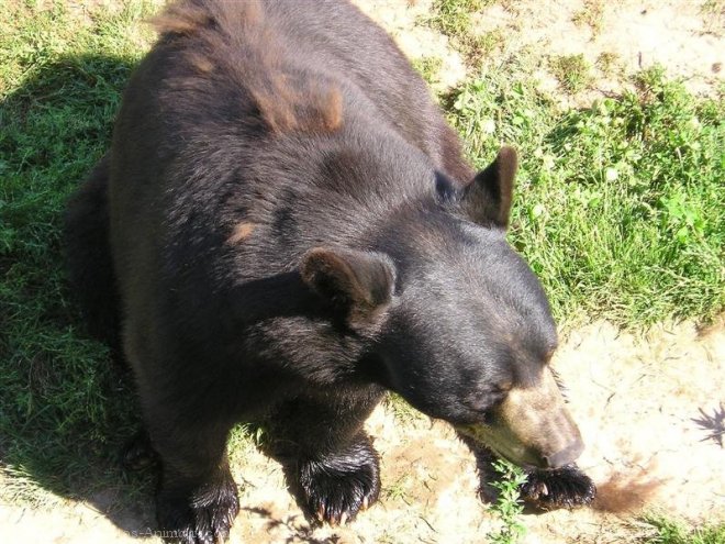 Photo d'Ours