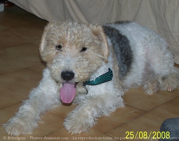 Photo de Fox terrier  poil dur