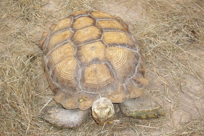 Photo de Tortue