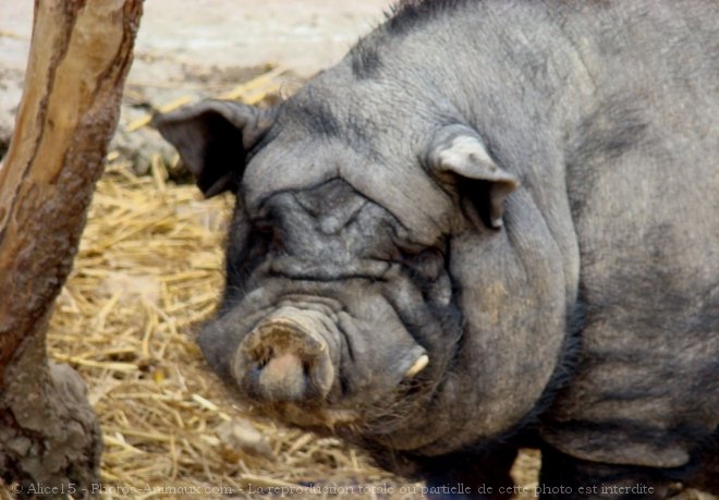 Photo de Cochon