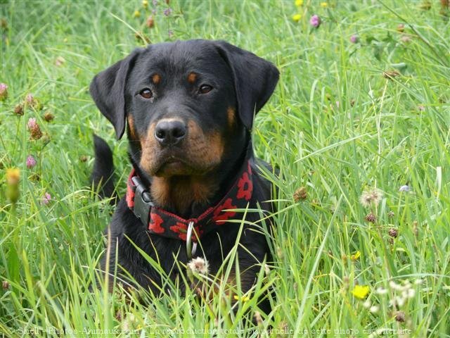 Photo de Rottweiler