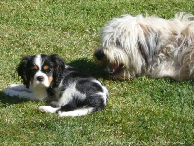 Photo de Cavalier king charles spaniel