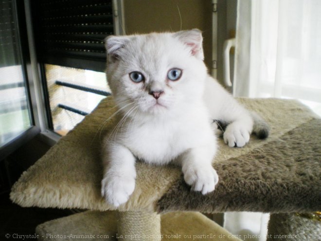 Photo de Scottish fold