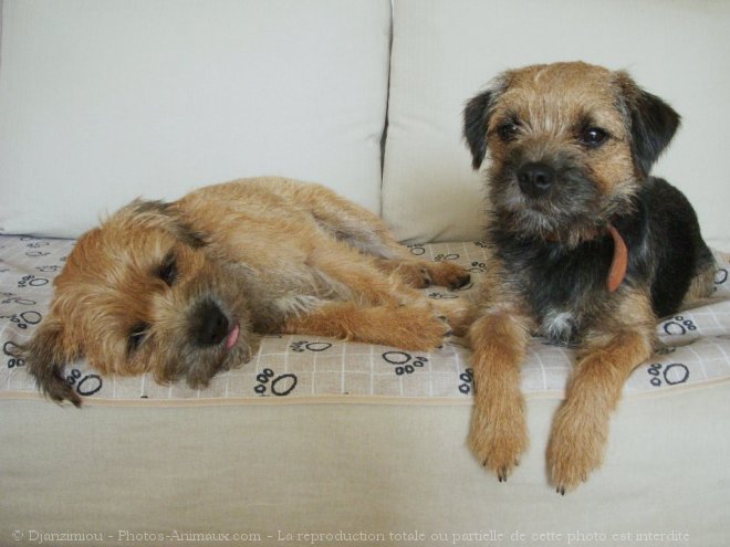 Photo de Border terrier