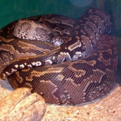 Photo de Serpent