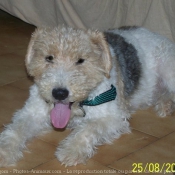 Photo de Fox terrier  poil dur