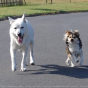 Photo de Races diffrentes