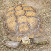 Photo de Tortue