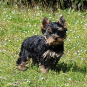 Photo de Yorkshire terrier