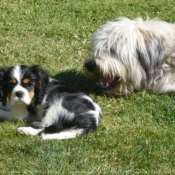 Photo de Cavalier king charles spaniel