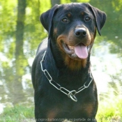 Photo de Rottweiler