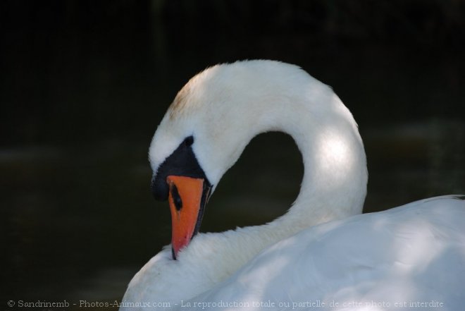 Photo de Cygne