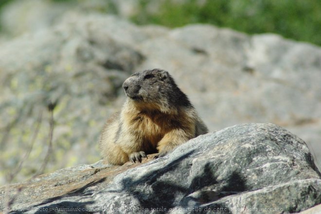 Photo de Marmotte