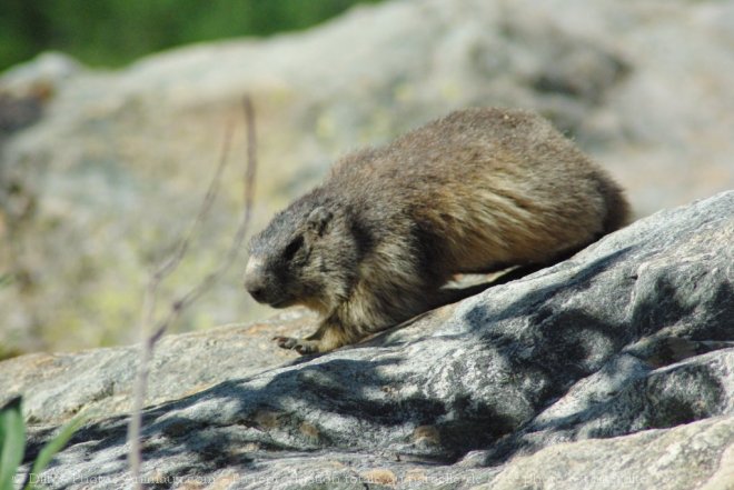 Photo de Marmotte