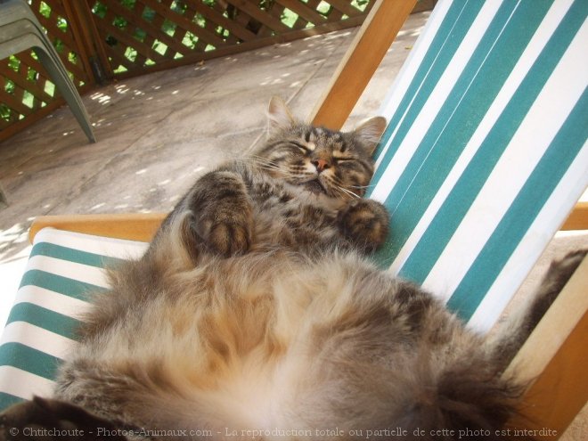 Photo de Maine coon