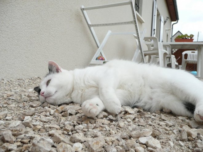 Photo d'Angora turc