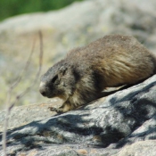 Photo de Marmotte