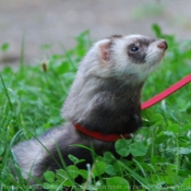 Photo de Furet