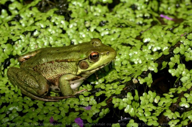 Photo de Grenouille