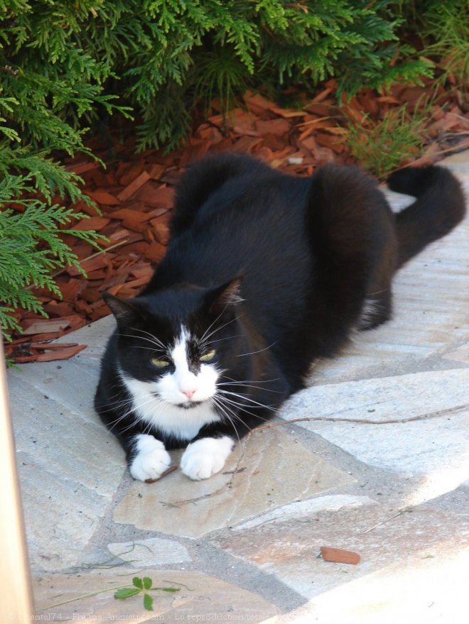 Photo de Chat domestique