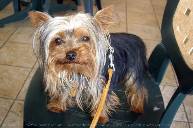 Photo de Yorkshire terrier