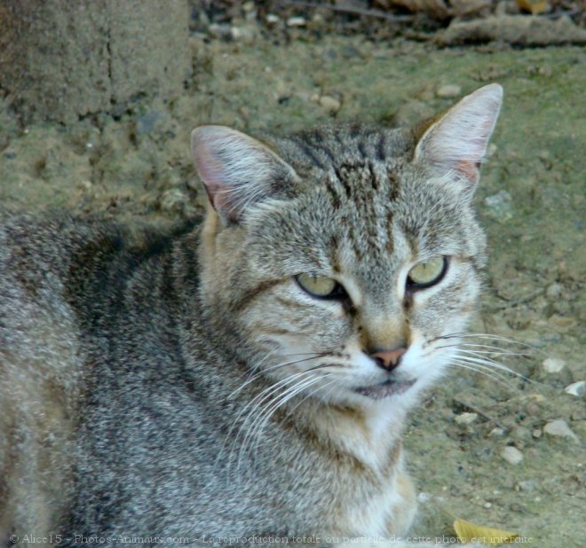 Photo de Chat domestique