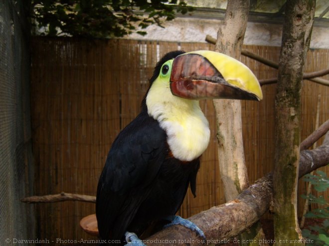 Photo de Toucan de swainson