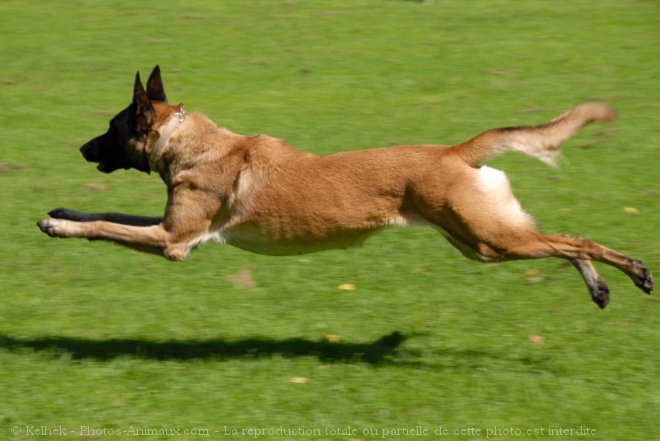 Photo de Berger belge malinois